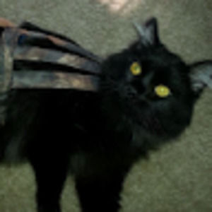 Meet your Posher, Sabrina